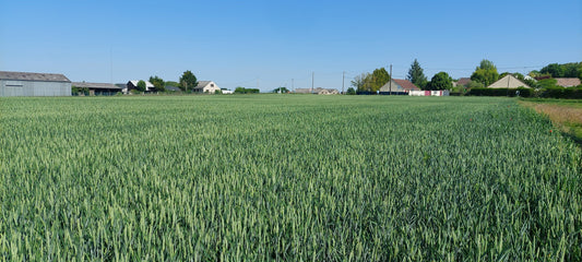 LOTISSEMENT PUISEAUX